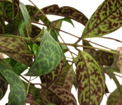 Gefleckte Schamblume - Aeschynanthus marmoratus, Ampel