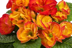Gefüllte Primel, verschiedene Farben
