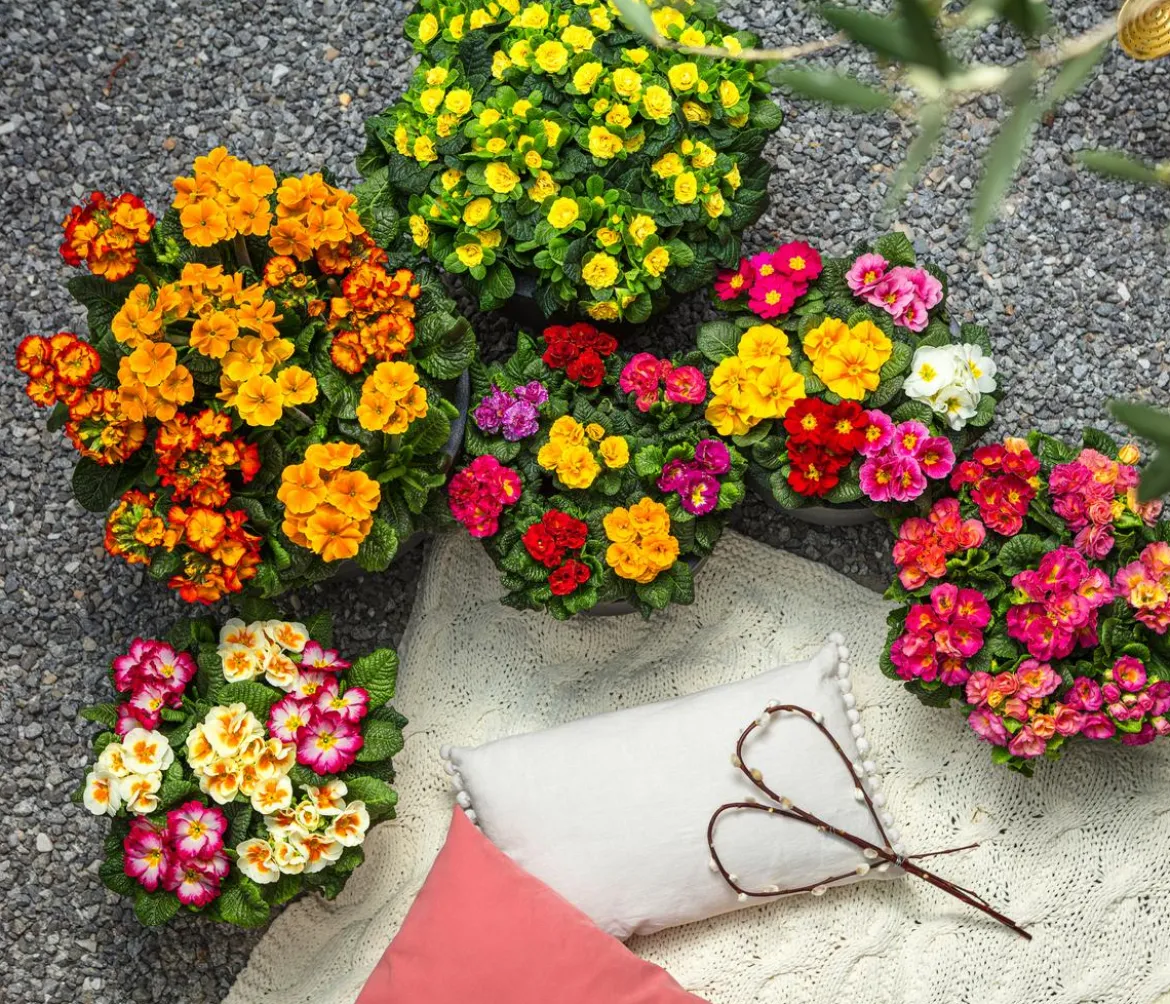 Gefüllte Primel, verschiedene Farben