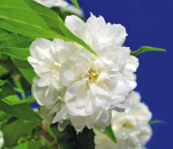 Gefüllter Gartenjasmin 'Schneesturm'