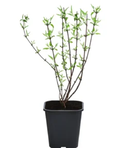 Gefüllter Gartenjasmin 'Snowbelle'