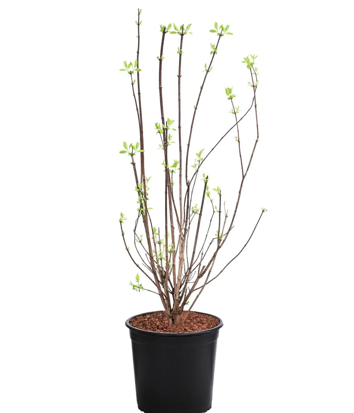 Gefüllter Gartenjasmin 'Virginal'