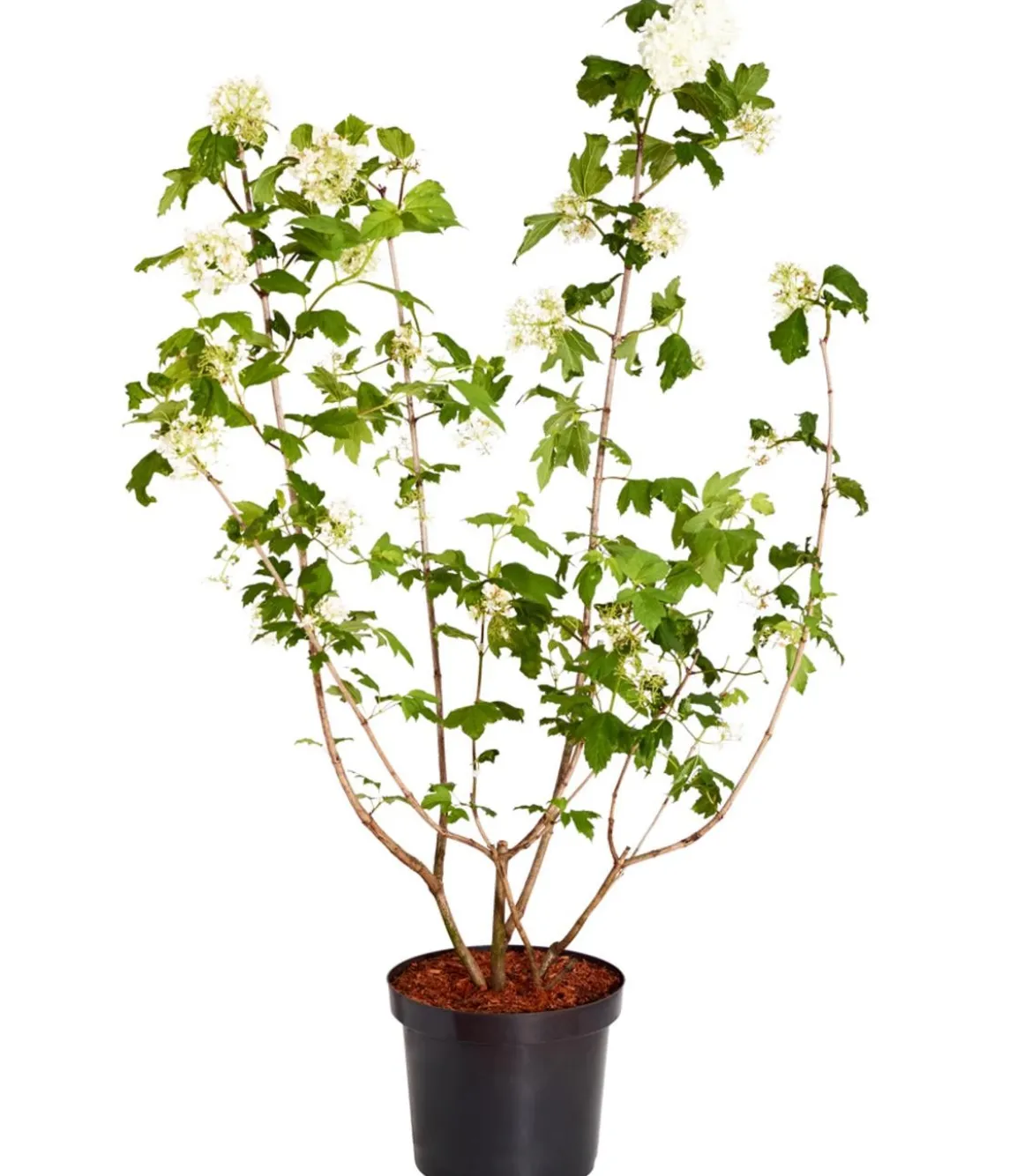 Gefüllter Schneeball 'Roseum'