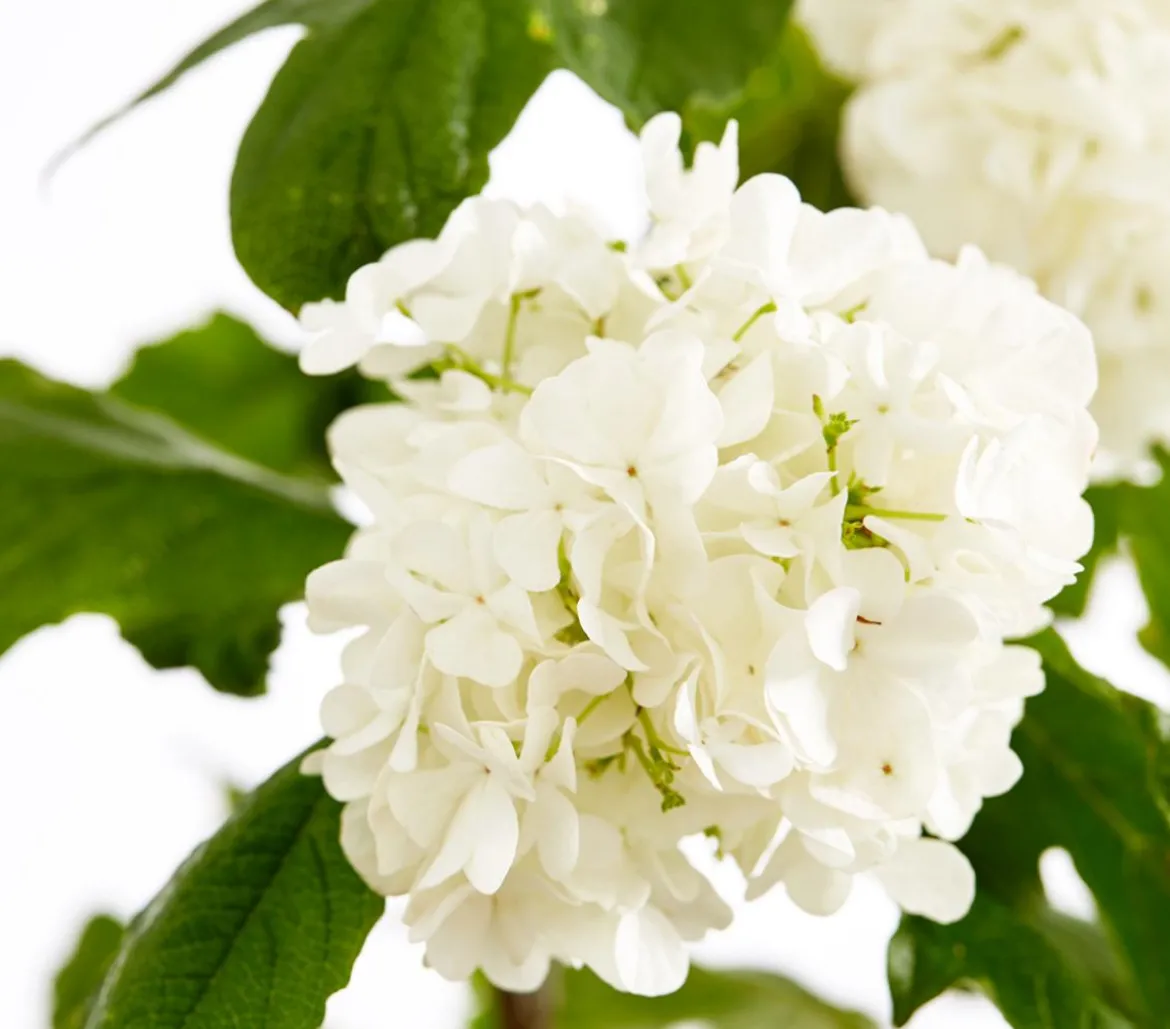 Gefüllter Schneeball 'Roseum'