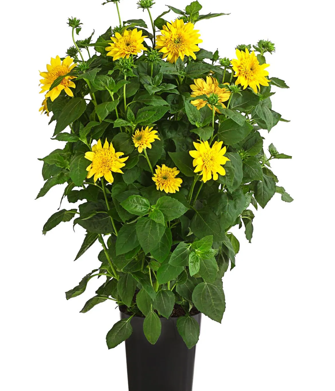 Gefüllte Stauden-Sonnenblume 'Double Whammy'