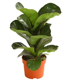 Geigenfeige - Ficus lyrata 'Bambino'