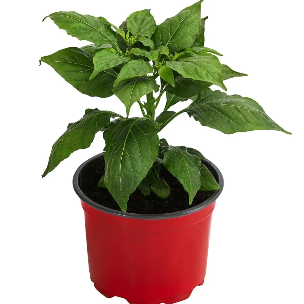 Geisterchili