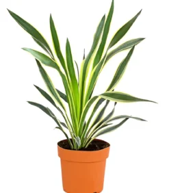 Gelbbunte Kerzen-Palmlilie 'Variegata'
