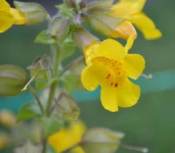 Gelbe Gauklerblume