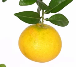 Gelbe Grapefruit