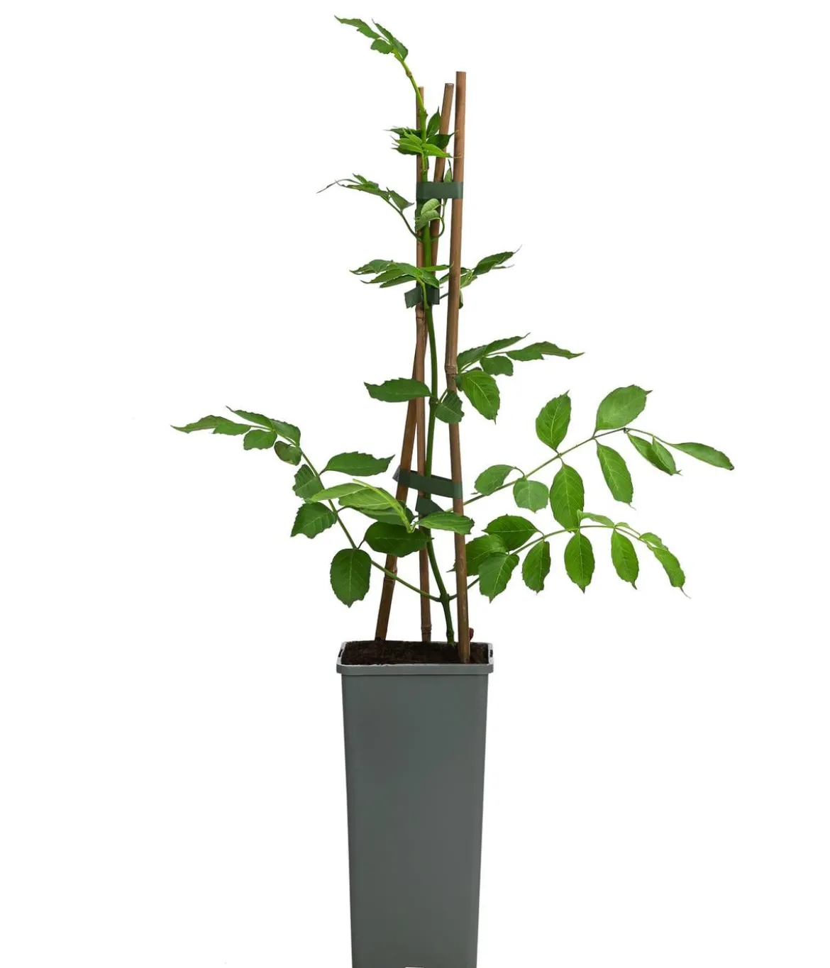 Gelbe Trompetenblume 'Flava'