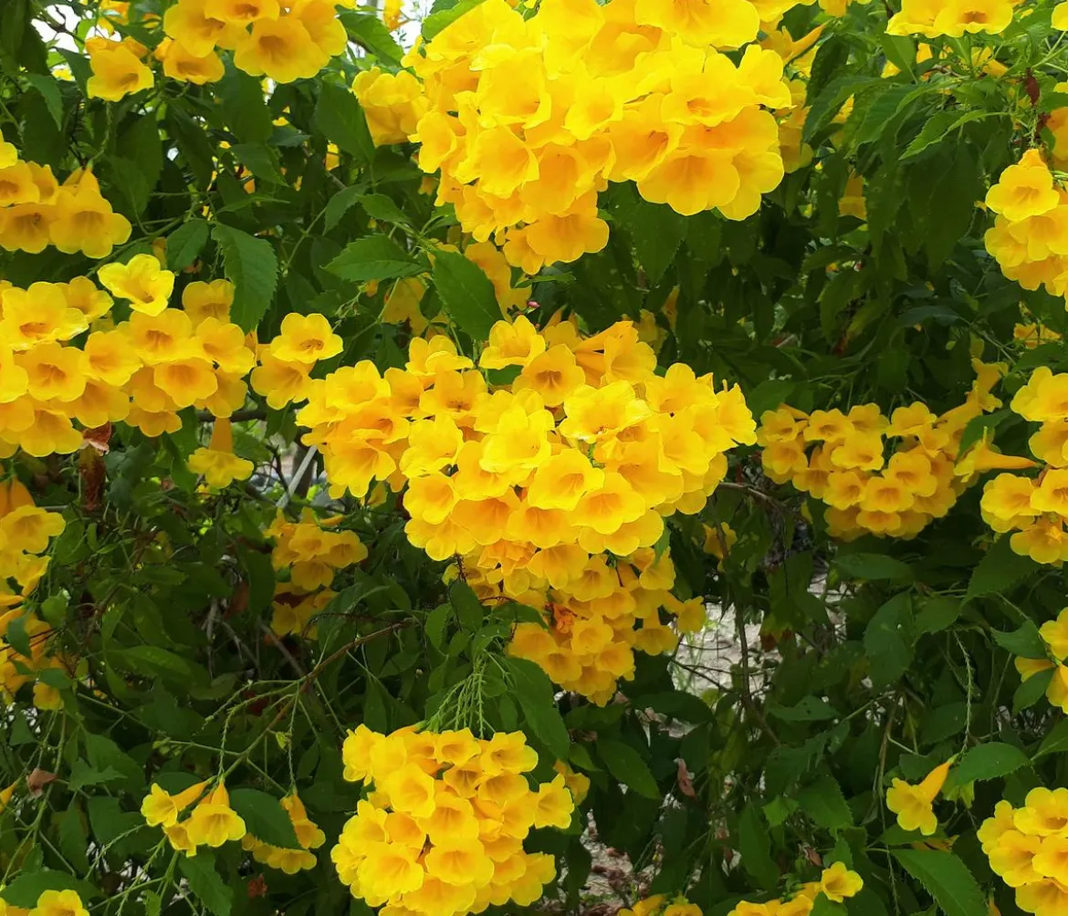 Gelbe Trompetenblume 'Flava'