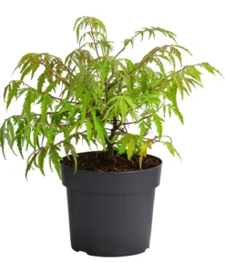 Gelbgrüner Essigbaum 'Tiger Eyes'