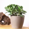Geldbaum - Crassula ovata