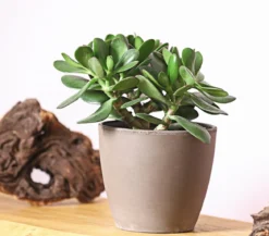 Geldbaum - Crassula ovata