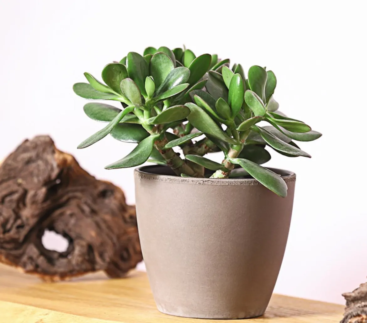 Geldbaum - Crassula ovata