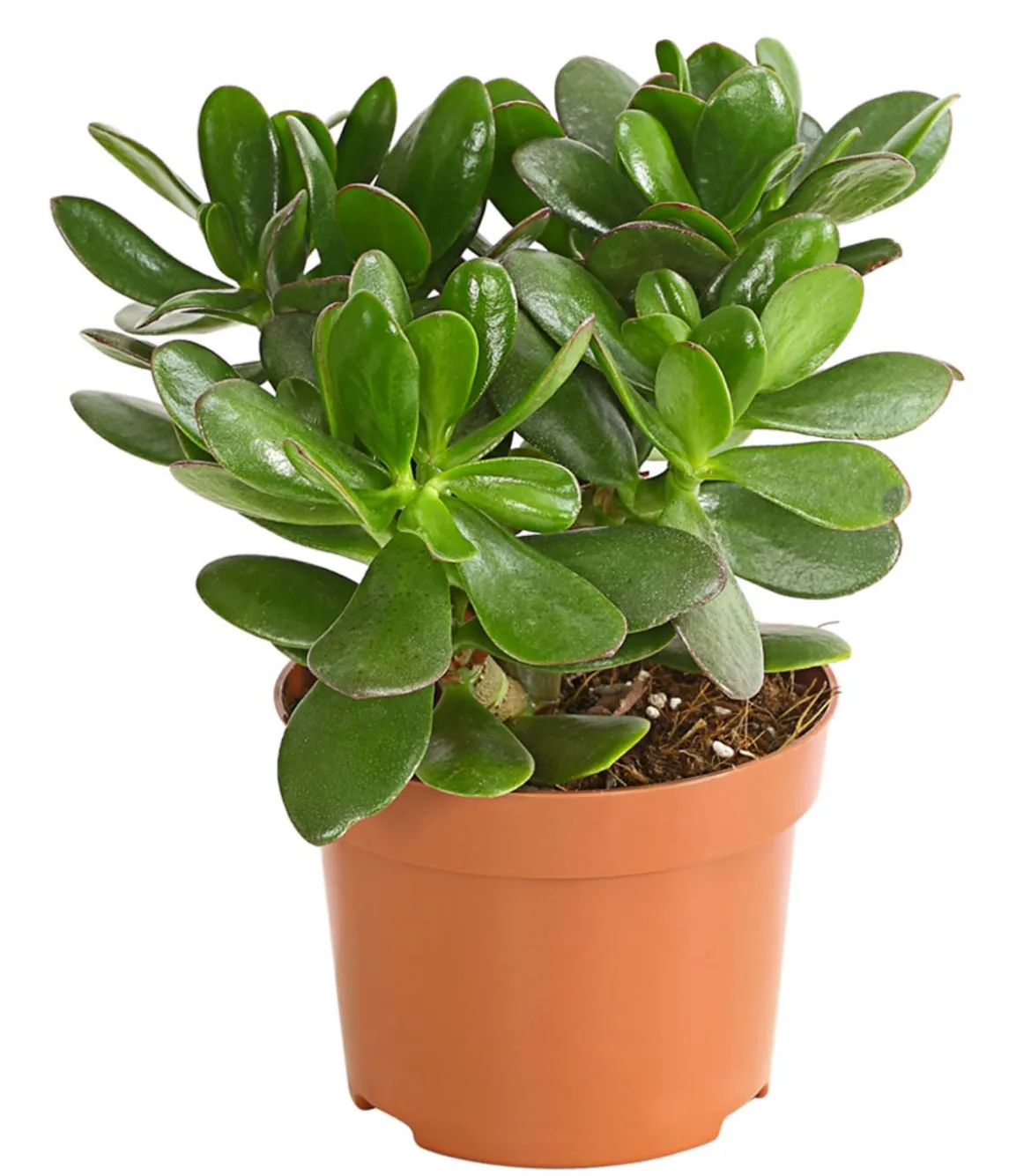 Geldbaum - Crassula ovata