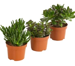 Geldbaum-Set - Crassula, verschiedene Sorten, 3-teilig