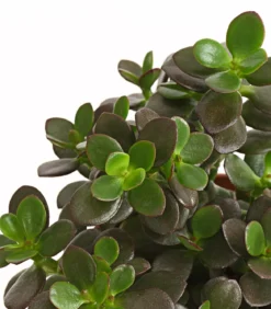 Geldbaum-Set - Crassula, verschiedene Sorten, 3-teilig