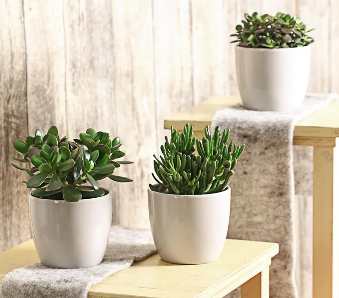 Geldbaum-Set - Crassula, verschiedene Sorten, 3-teilig