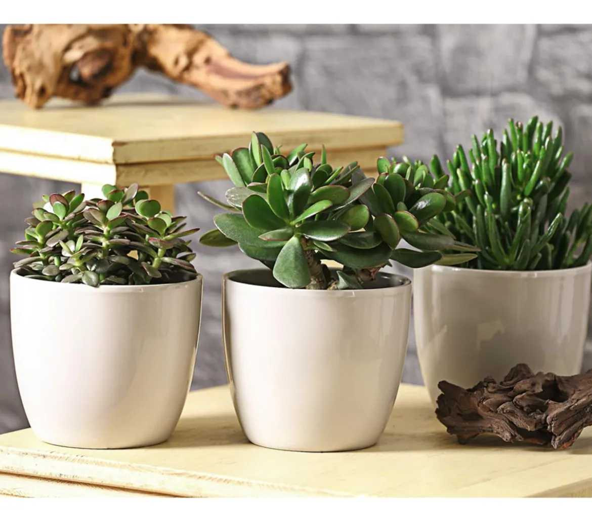 Geldbaum-Set - Crassula, verschiedene Sorten, 3-teilig