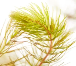 Gemeines Hornkraut