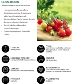 Gemüse-Set Grillparty, 6-teilig