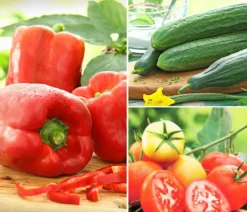 Gemüse-Set Kleiner Gemüsegarten, 3-teilig