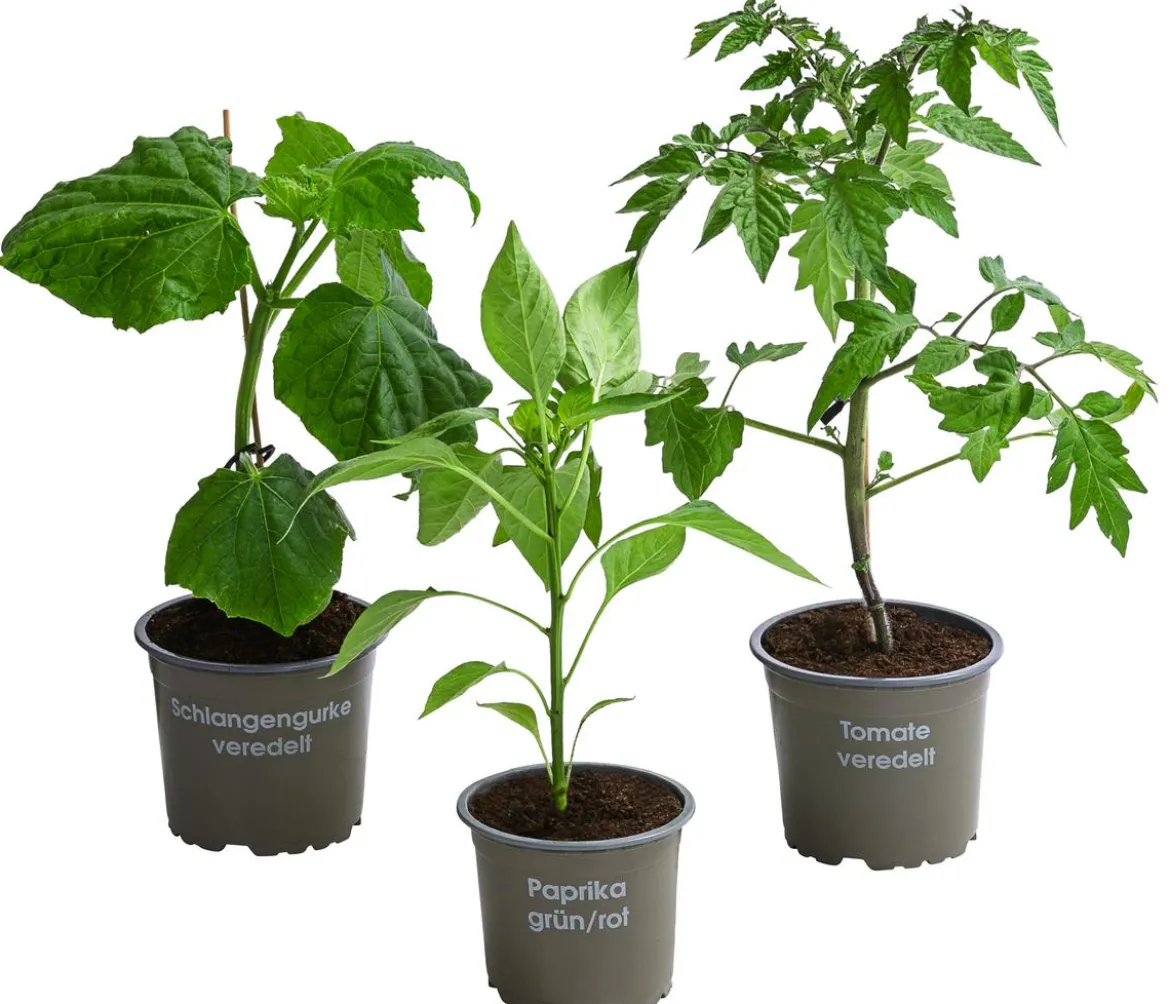 Gemüse-Set Kleiner Gemüsegarten, 3-teilig