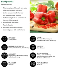 Gemüse-Set Schärfetest, 6-teilig