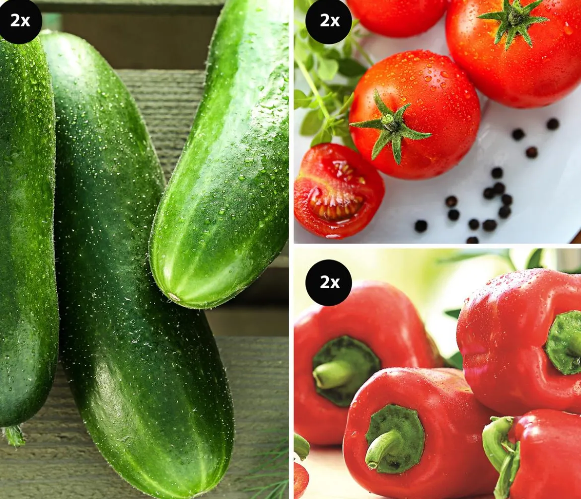 Gemüse-Set Snackgemüse für den Balkon, 6-teilig