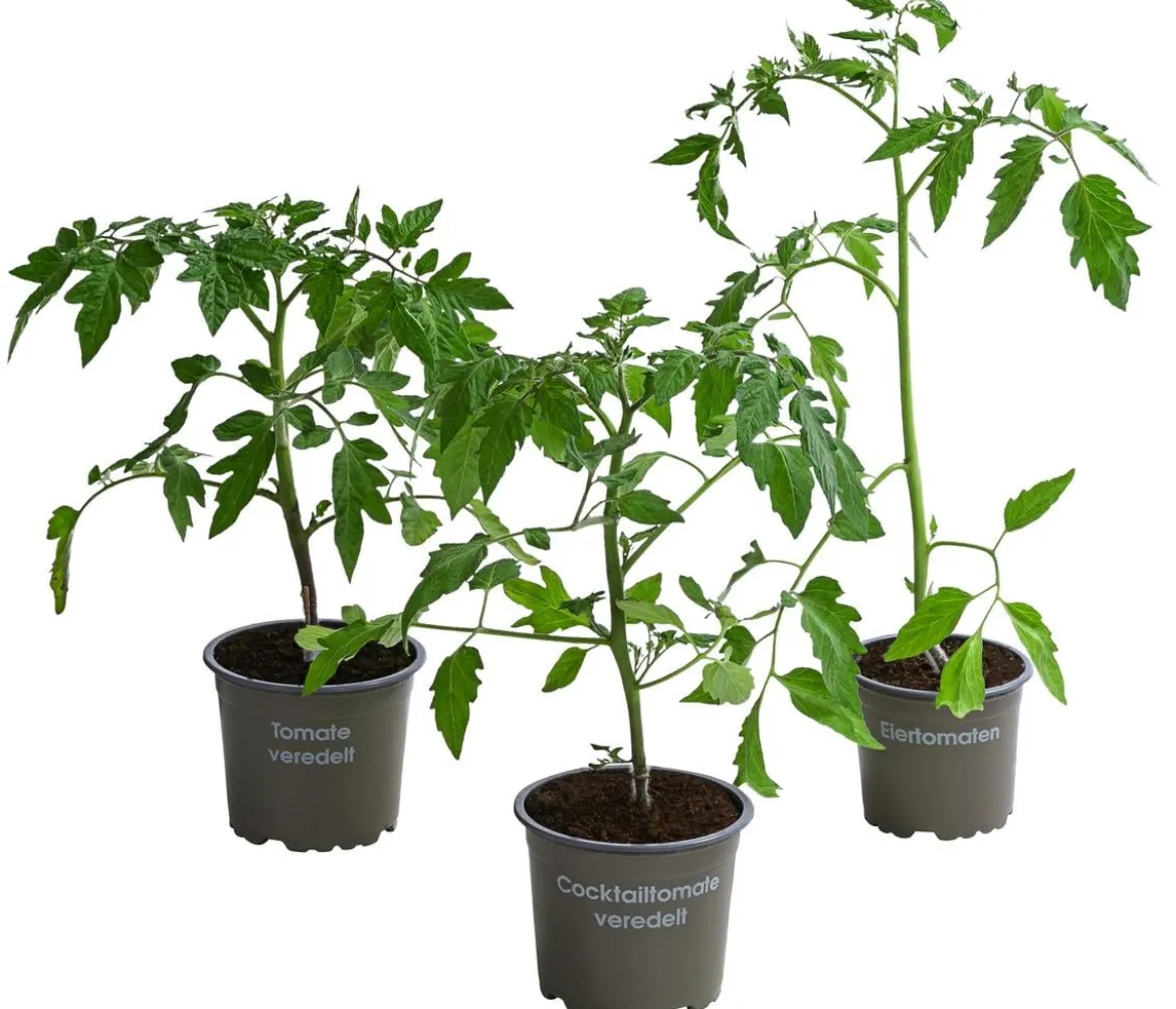 Gemüse-Set Tomatensalat, 3-teilig