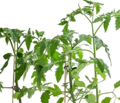 Gemüse-Set Tomatensalat, 3-teilig