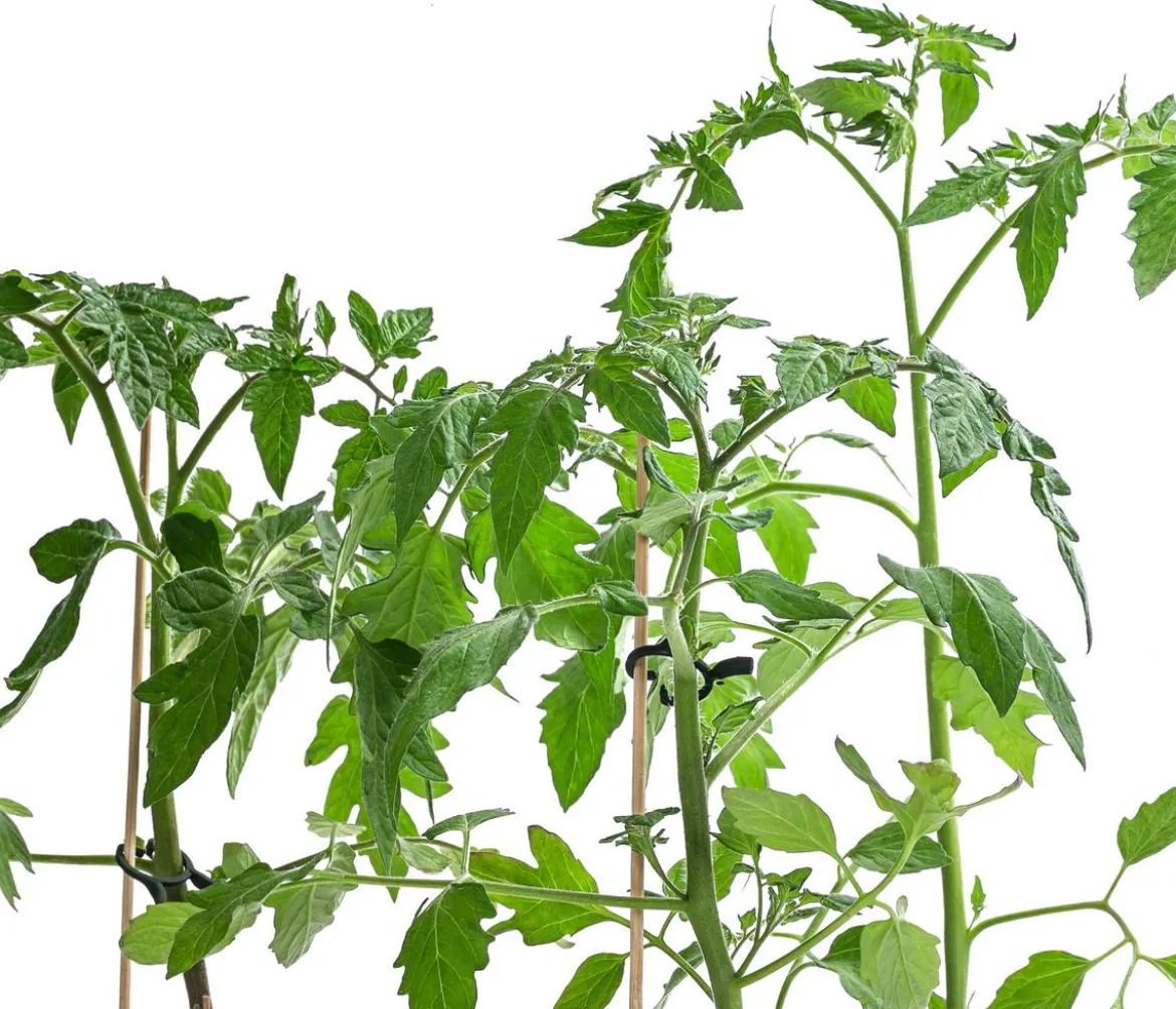 Gemüse-Set Tomatensalat, 3-teilig