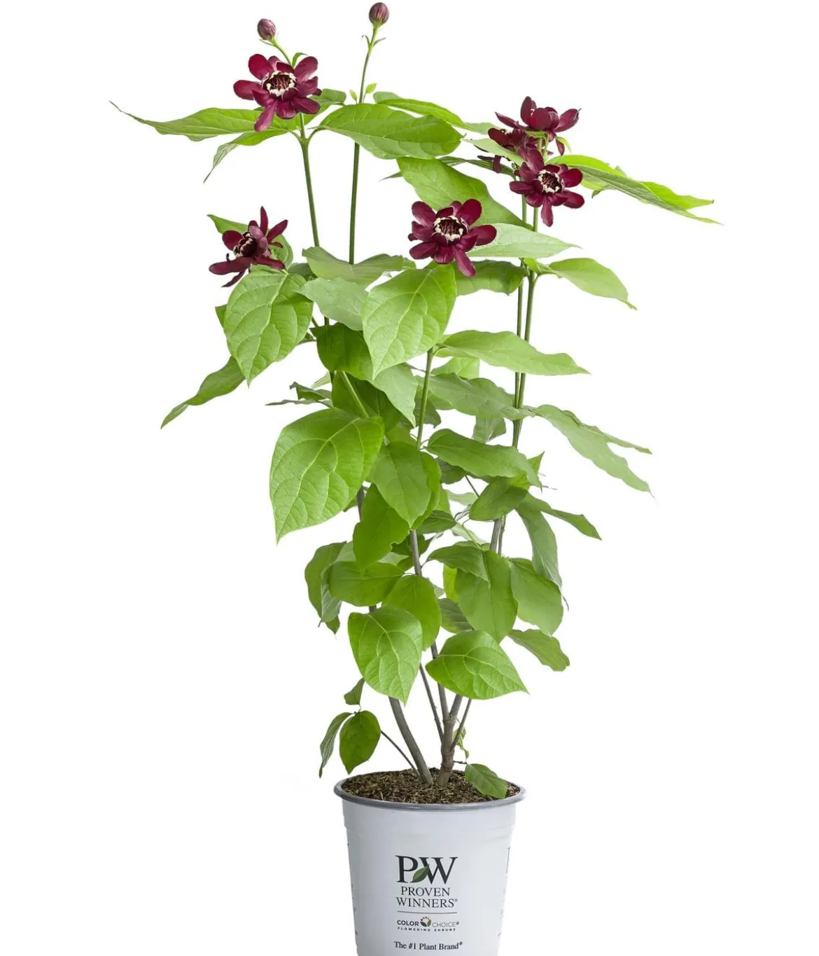 Gewürzstrauch 'Aphrodite'