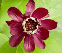 Gewürzstrauch 'Aphrodite'