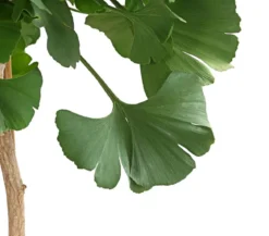 Ginkgobaum - Fächerblattbaum