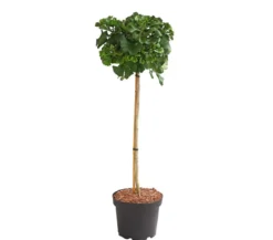 Ginkgobaum - Fächerblattbaum