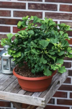Ginkgobaum - Fächerblattbaum 'Marijke'
