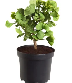 Ginkgobaum - Fächerblattbaum 'Mariken'