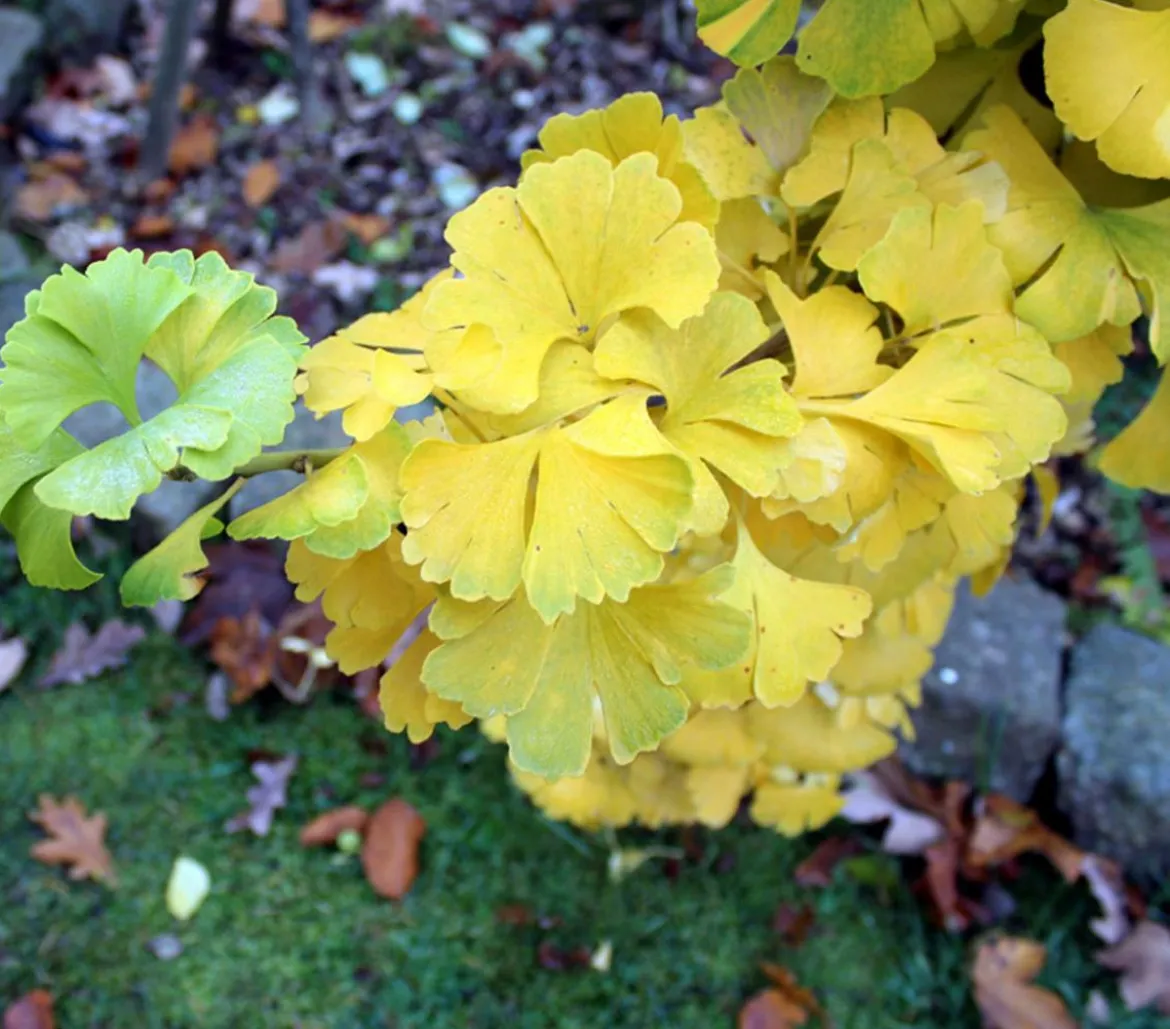 Ginkgobaum - Fächerblattbaum 'Mariken'
