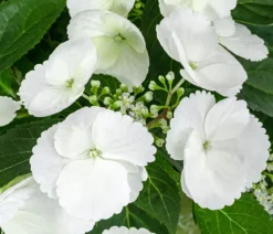Girlanden-Hortensie - Hydrangea macrophylla 'Runaway Bride®'