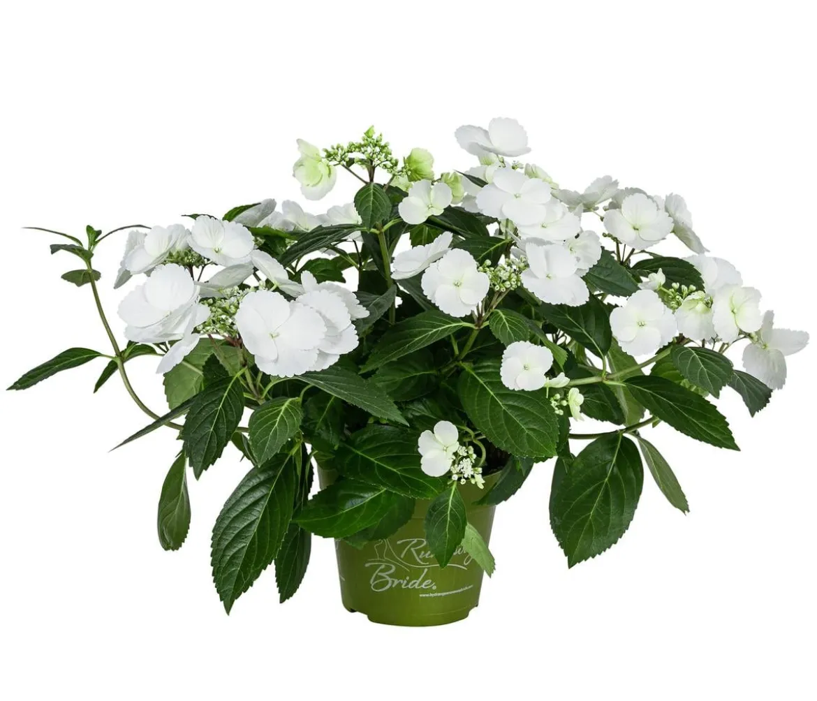 Girlanden-Hortensie - Hydrangea macrophylla 'Runaway Bride®'