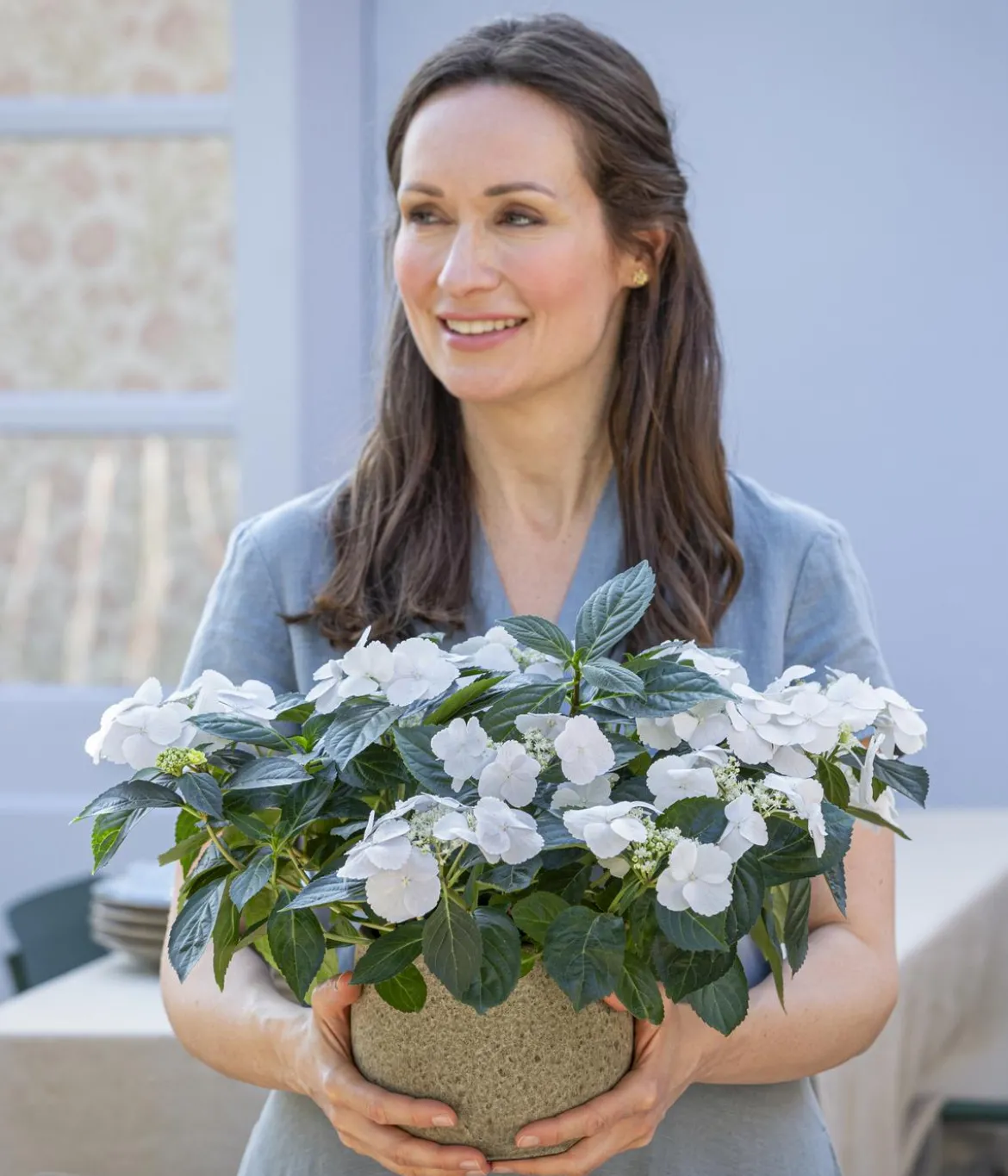 Girlanden-Hortensie - Hydrangea macrophylla 'Runaway Bride®'