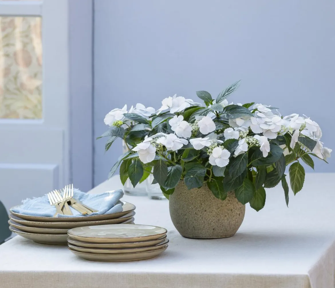 Girlanden-Hortensie 'Runaway Bride®'