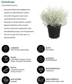 Gitterkraut