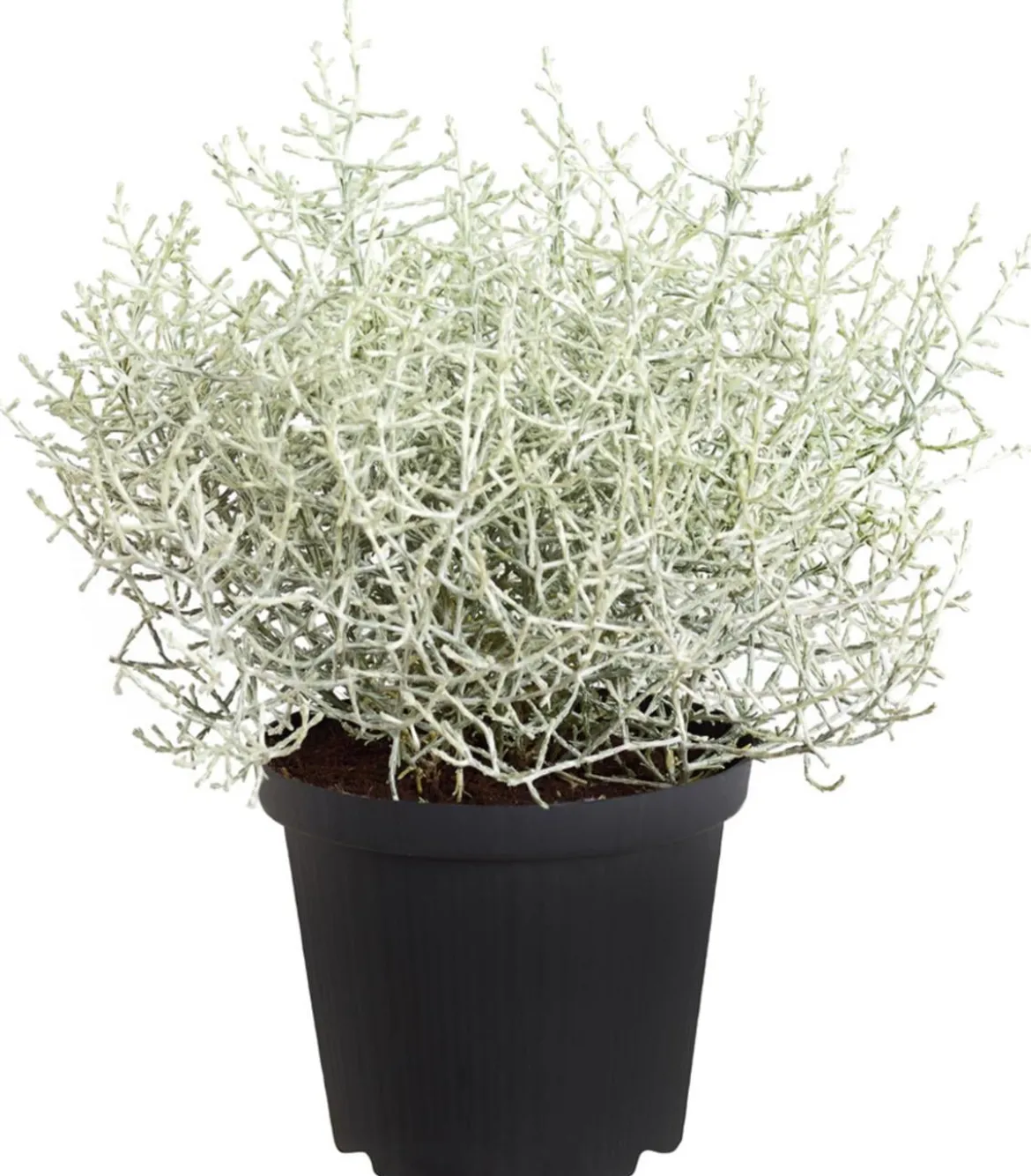 Gitterkraut