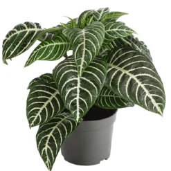 Glanzkölbchen - Aphelandra squarrosa
