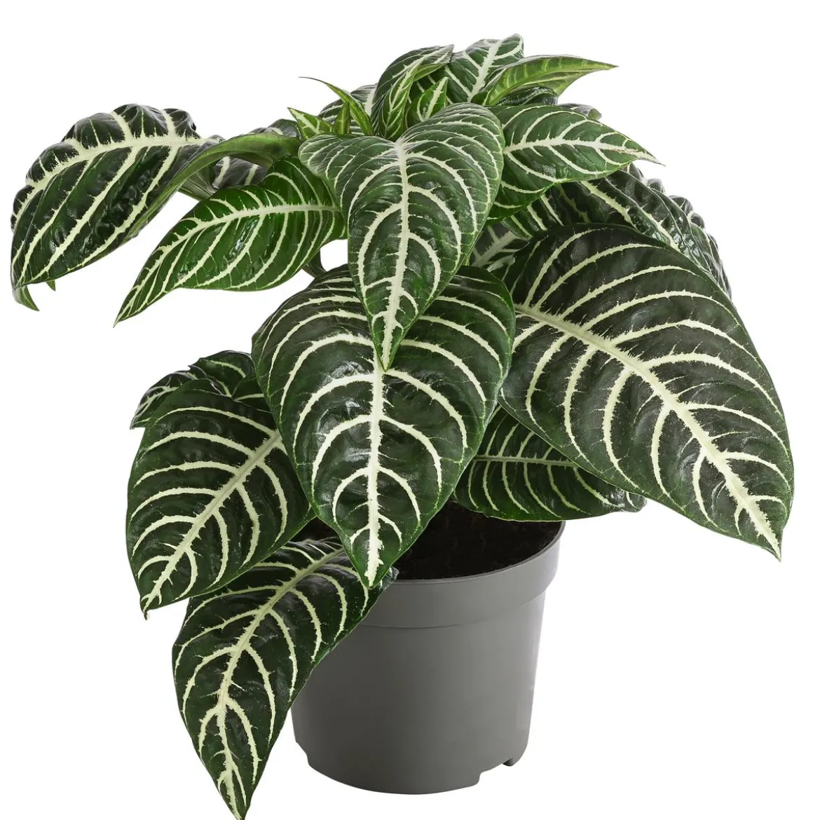 Glanzkölbchen - Aphelandra squarrosa
