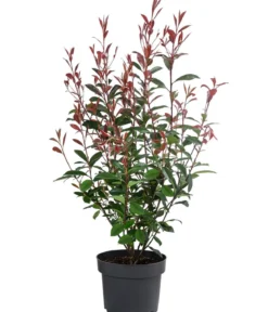 Glanzmispel 'Carré Rouge'